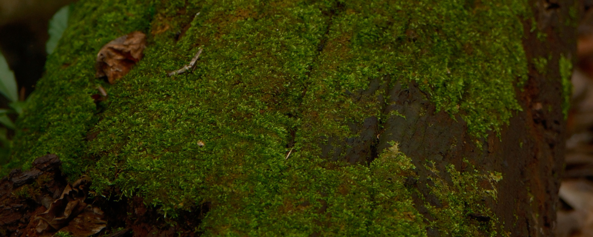 ธรรมชาติ ธรรมชาติบำบัด nature zen มอส มอสไม้ moss tree