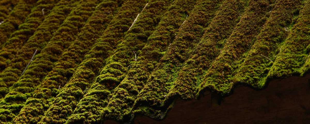 ธรรมชาติ ธรรมชาติบำบัด nature zen moss roof หลังคามอส